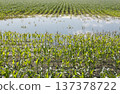Flooded corn field with young plants submerged in standing water 137378722
