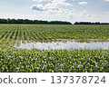 Flooded corn field with standing water and young plants under cloudy sky 137378724