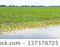 Flooded corn field with stressed yellow plants and green crops under blue sky 137378725