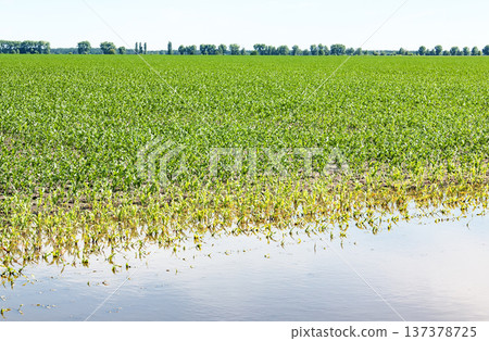Flooded corn field with stressed yellow plants and green crops under blue sky Flooded corn field with stressed yellow plants and green crops under blue sky 137378725