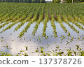 Flooded corn field with damaged young plants and standing water 137378726