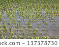 Flooded corn field with young green plants in standing water 137378730