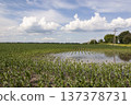 Flooded corn field with young plants and standing water under cloudy sky 137378731