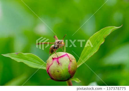 標題:一隻紙蜂停在牡丹花苞上 標題:一隻紙蜂停在牡丹花苞上 137378775