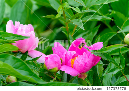 Bright pink peonies and a bumblebee collecting nectar Bright pink peonies and a bumblebee collecting nectar 137378776