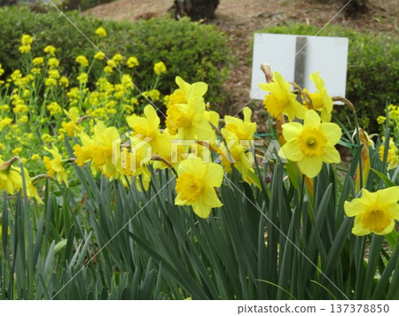 Yellow daffodils and rape blossoms blooming in Chiba Park Yellow daffodils and rape blossoms blooming in Chiba Park 137378850