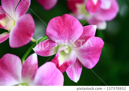 石斛蘭花(蝴蝶蘭型石斛) 石斛蘭花(蝴蝶蘭型石斛) 137378932