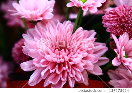 Unrelenting chrysanthemum flowers (yellow flowers, black flowers, autumn chrysanthemums, pottery chrysanthemums, customers) Unrelenting chrysanthemum flowers (yellow flowers, black flowers, autumn chrysanthemums, pottery chrysanthemums, customers) 137378934
