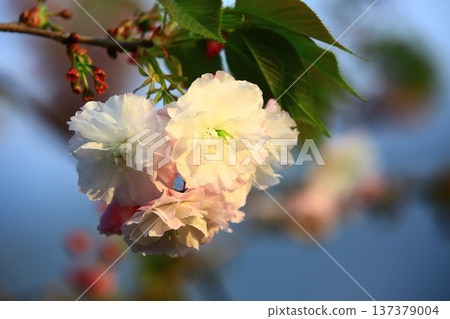 Beautiful Sakura Hana (Peach, Fukushima Sakura, Wedge, Blue Skin Sakura) Beautiful Sakura Hana (Peach, Fukushima Sakura, Wedge, Blue Skin Sakura) 137379004