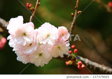 Beautiful Sakura Hana (Peach, Fukushima Sakura, Wedge, Blue Skin Sakura) Beautiful Sakura Hana (Peach, Fukushima Sakura, Wedge, Blue Skin Sakura) 137379005