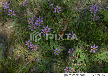 Blue-eyed grass Blue-eyed grass 137379187
