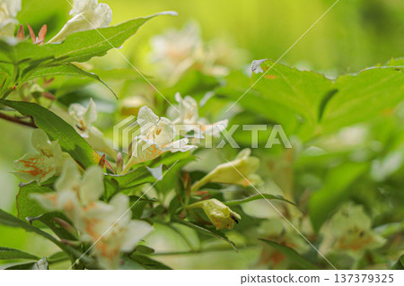 Tsukubane Togi 137379325