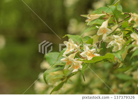 Tsukubane Togi 137379326