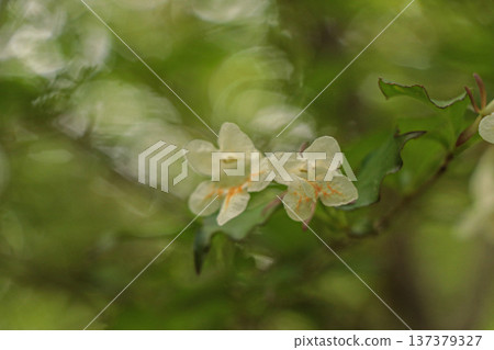 Tsukubane Togi 137379327