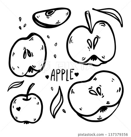 Hand drawn doodle apple illustration. Whole apple, cut half and quarter slice isolated on white background. Simple outline fruit drawing suitable for packaging, branding, prints and healthy food Hand drawn doodle apple illustration. Whole apple, cut half and quarter slice isolated on white background. Simple outline fruit drawing suitable for packaging, branding, prints and healthy food 137379356