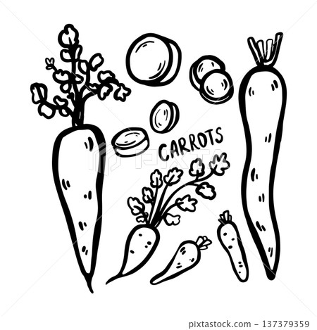 Hand drawn doodle carrot illustration. Whole carrot and sliced pieces isolated on white background. Simple outline drawing suitable for food design, packaging, branding, prints, menus, and healthy 137379359
