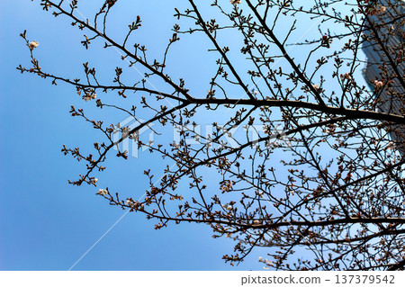 [Tokyo] Spring in Roppongi: Cherry blossoms still in bud 137379542