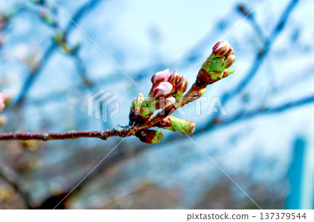 [Tokyo] Spring in Roppongi: Cherry blossom buds beginning to swell 137379544