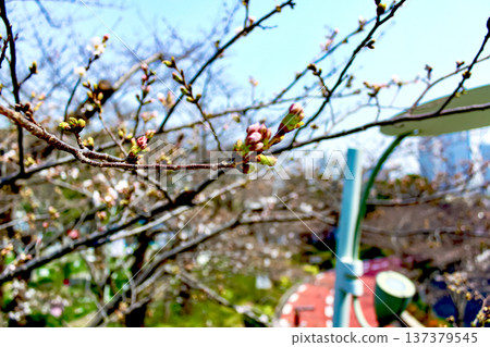 [Tokyo] Spring in Roppongi: Cherry blossoms still in bud 137379545