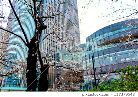 [Tokyo] Spring in Roppongi: Cherry blossoms beginning to bloom and Tokyo Midtown 137379548