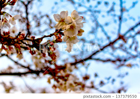 [Tokyo] Spring in Roppongi: Cherry blossoms bathed in the setting sun 137379550