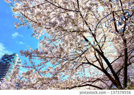 [Tokyo] Spring in Roppongi: Cherry blossoms in full bloom and high-rise apartment buildings 137379556