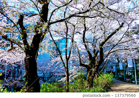 [Tokyo] Spring in Roppongi: Cherry blossoms in full bloom and Midtown 137379560