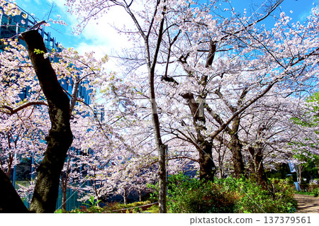 【東京】六本木的春天：櫻花盛開，中城風景 137379561