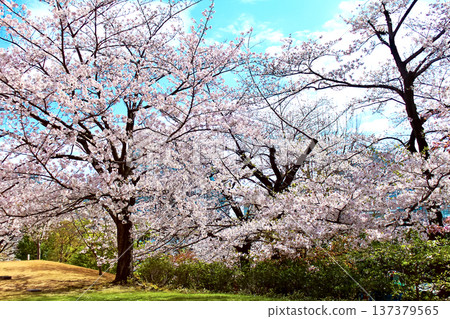 【東京】六本木之春:櫻花在市中心和檜町公園競相綻放 【東京】六本木之春:櫻花在市中心和檜町公園競相綻放 137379565