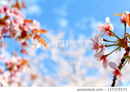 [Tokyo] Spring in Roppongi: A close-up of vibrant cherry blossoms and blue skies 137379573