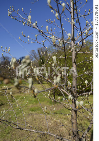 Budding tree branches with silver-haired leaves in an early spring garden Budding tree branches with silver-haired leaves in an early spring garden 137379691