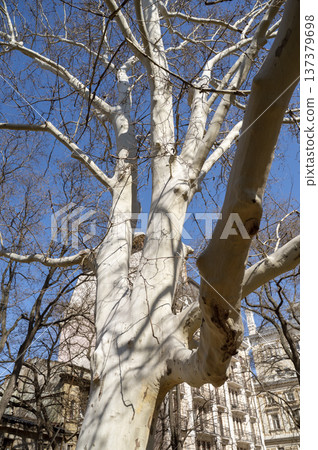 Large sycamore tree with white bark and thick branches in an urban environment Large sycamore tree with white bark and thick branches in an urban environment 137379698