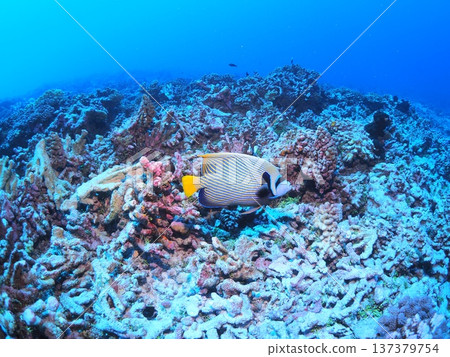 受歡迎的海水魚 | 成年條紋神仙魚 受歡迎的海水魚 | 成年條紋神仙魚 137379754