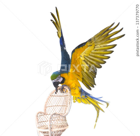 Blue-and-yellow macaw in studio Blue-and-yellow macaw in studio 137379770