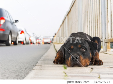rottweiler abandonned in summer 137379775