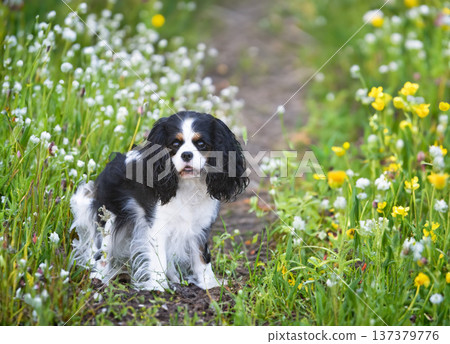cavalier king charles cavalier king charles 137379776
