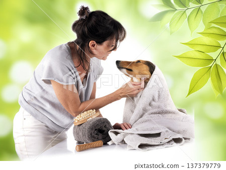 Shetland Sheepdog and woman in studio Shetland Sheepdog and woman in studio 137379779