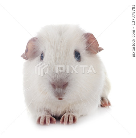 guinea pig in studio guinea pig in studio 137379783