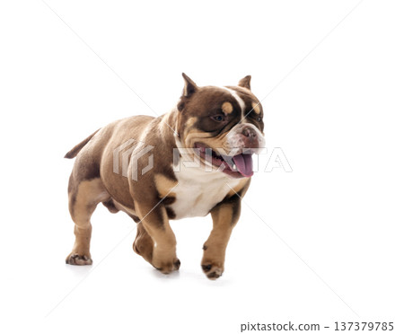 bully in studio bully in studio 137379785