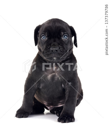 puppy bully XXL in studio 137379786