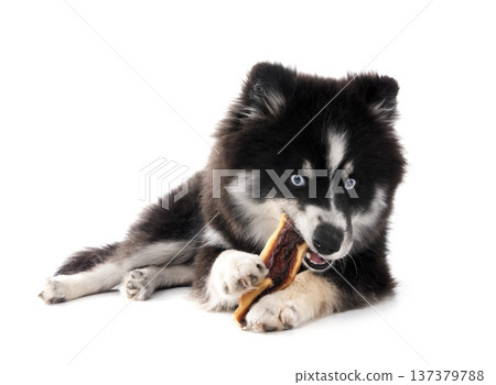 Pomsky in studio Pomsky in studio 137379788