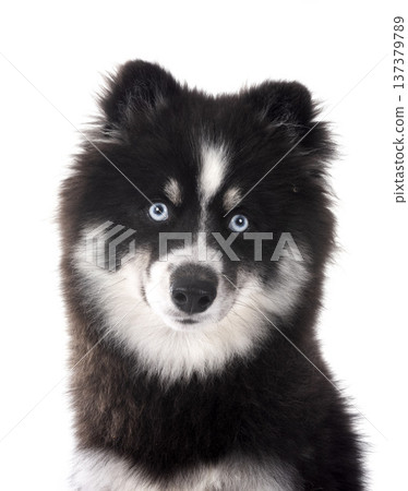 Pomsky in studio Pomsky in studio 137379789
