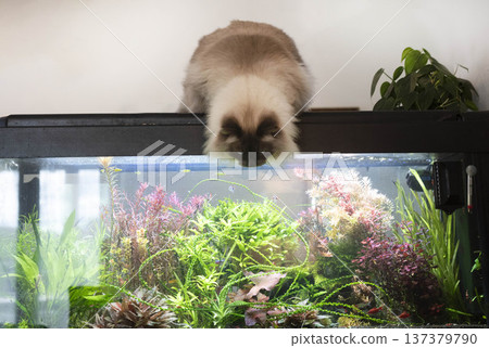 siberian cat and aquarium 137379790