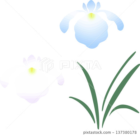 鳶尾花插圖(單朵)| 日式向量素材,適合初夏和男孩節 鳶尾花插圖(單朵)| 日式向量素材,適合初夏和男孩節 137380178