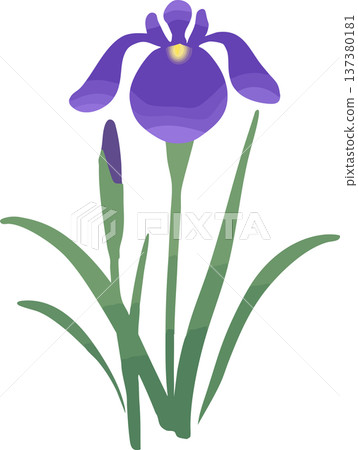 Iris flower illustration (single) | Japanese-style vector material for early summer and Boys' Day 137380181