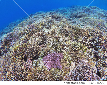 Tropical underwater scenery with beautiful coral reefs in Fakarava, Tahiti Tropical underwater scenery with beautiful coral reefs in Fakarava, Tahiti 137380272