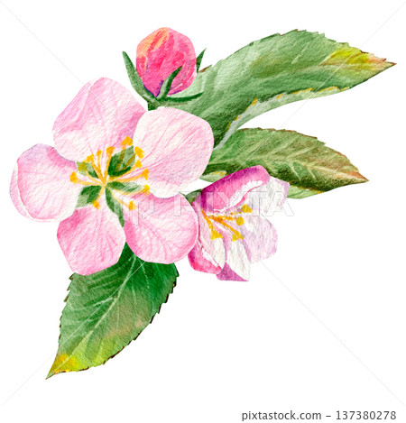Watercolor hand drawn composition with apple pink flowers and buds on a green branch with leaves. Watercolor hand drawn composition with apple pink flowers and buds on a green branch with leaves. 137380278