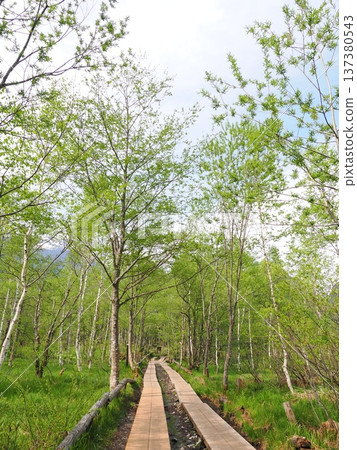 The walking trails of Kamikochi in May are enveloped in gentle greenery The walking trails of Kamikochi in May are enveloped in gentle greenery 137380543