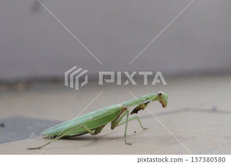 A carnivorous mantis insect with damaged forelegs. A carnivorous mantis insect with damaged forelegs. 137380580