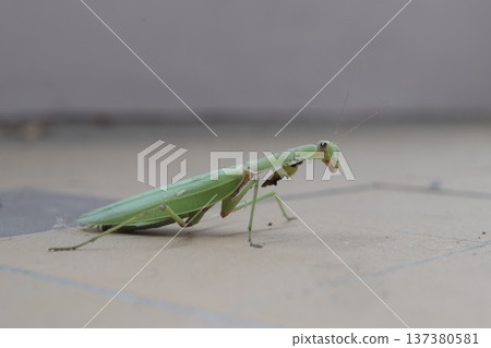 A carnivorous mantis insect with damaged forelegs. A carnivorous mantis insect with damaged forelegs. 137380581